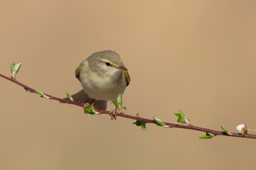 Willow warbler in early spring at a wetland 