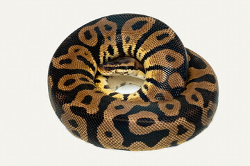 The Ball Python (Python regius) also called the Royal Python, is a python species native to West and Central Africa.
