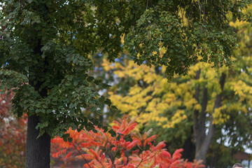 autumn in the park, red, yellow, green leaves, frame for text