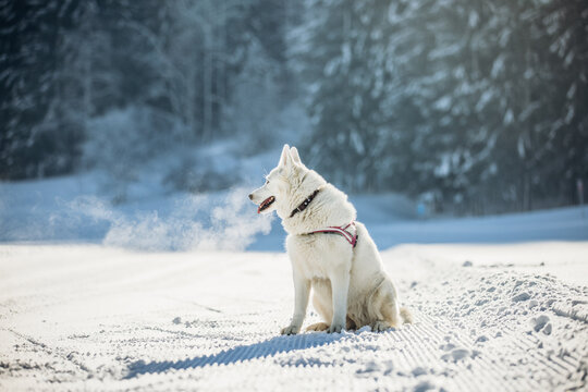 White German Shepherd on snowy ski trail with visible breath in cold