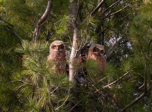 Two baby great horned owlets with adult in a nest in a pine tree.