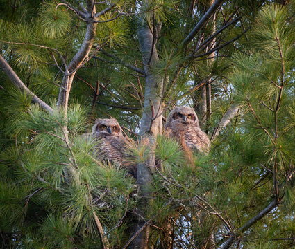 Two baby great horned owlets in a nest in pine tree on spring day.