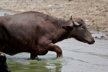 Fototapeta premium bull in the field close up shot of buffalo italian buffalo and indian buffalo