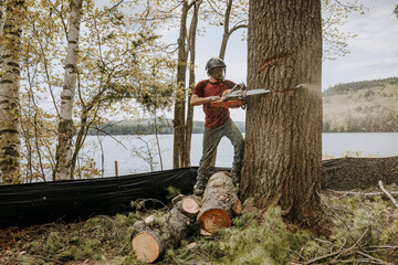 Male logger wearing helmet uses chainsaw to cut down pine tree, Maine