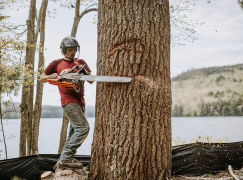 Logger uses chainsaw to notch tree before cutting it down, Maine
