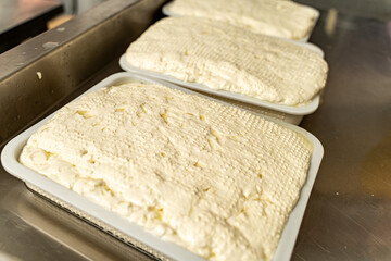 Cheese production in a small cheese factory. Filled molds for aging ricotta, mozzarella