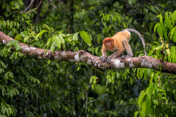 Proboscis Monkey - Nasalis larvatus, beautiful unique primate with large nose endemic to mangrove forests of the southeast Asian island of Borneo.