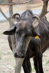  bull in the field close up shot of buffalo italian buffalo and indian buffalo