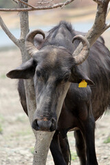 Obraz premium bull in the field close up shot of buffalo italian buffalo and indian buffalo