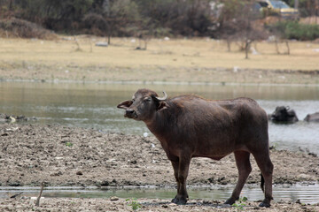  bull in the field close up shot of buffalo italian buffalo and indian buffalo