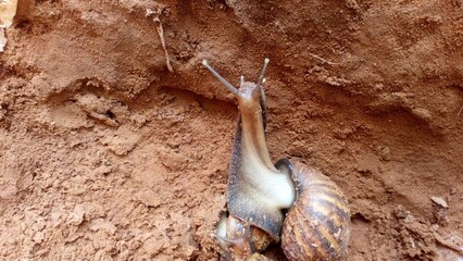  snail on a surface
