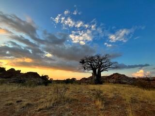 Dramatic sunset with a Baobab 