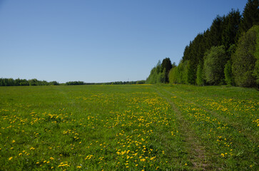 Obraz premium A field with yellow dandelions and green grass, a flat blue sky
