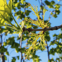 IIn the spring, the ash maple begins to bloom - Acer does not tempt