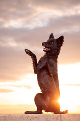 mudi shepherd dog sitting pretty trick on a wall at sunset