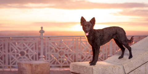 mudi shepherd dog standing on a wall in a castle at sunset