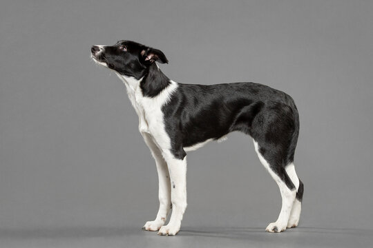 a border collie puppy dog standing on a grey background in the studio
