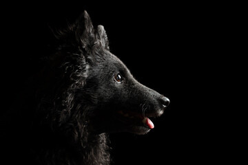 mudi dog head portrait on a black background in the studio