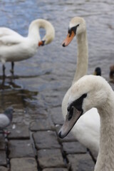 White swans in the riverside