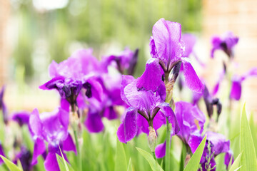 Closeup Blooming irises in the garden. Purple iris flowers grow in the summer park. Tall bearded iris flower - Iris barbata elatior Lady Friend. Summer flowers at the fence. Сockerel flowers macro. 