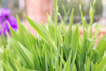 Sprout of a green plant, closeup. The stem flowers is growing. Pollination, plant health and farming concept. The first spring gentle leaves, buds and branches macro background. 