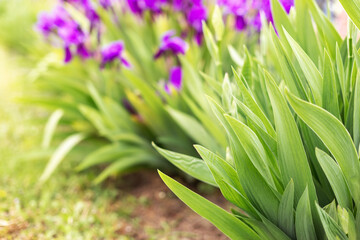 Closeup Blooming irises in the garden. Purple iris flowers grow in the summer park. Tall bearded iris flower - Iris barbata elatior Lady Friend. Summer flowers at the fence. Сockerel flowers macro.	
