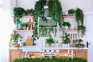 Stylish wooden open scandi Kitchen interior. Kitchen shelves with green plants in pots, utensils, houseplants and decor. Wooden Cuisine furniture with countertop, sink with faucet and stove with oven.