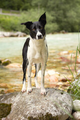 border collie dog head portrait at an alpine mountain creek in the summer standing on a rock