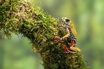 Painted Reed Frog or Spotted Tree Frog perched on mossy wood.