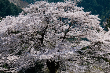 桜の木