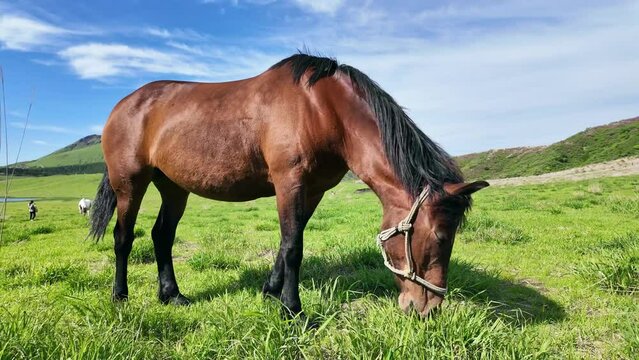 牧場で放牧されている馬