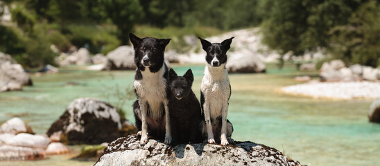 a group of three dogs two border collie dogs and a mudi portrait at an alpine mountain creek in the...