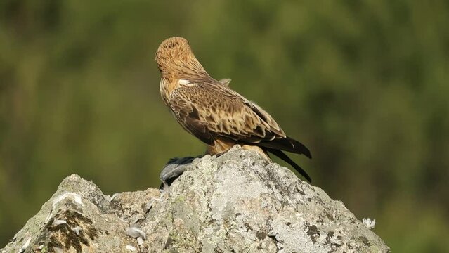 Adult male Booted Eagle eating a freshly hunted pigeon within a Mediterranean forest at the first light of a spring day
