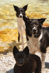 a group of three dogs two border collie dogs and a mudi portrait at an alpine mountain creek in the summer standing in the water