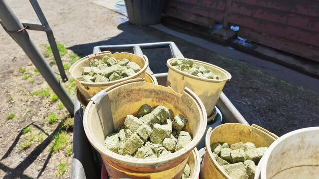 Livestock feed in a bucket