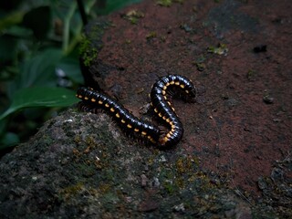 Yellow spotted millipedes or Harpaphe haydeniana mostly live in Asia