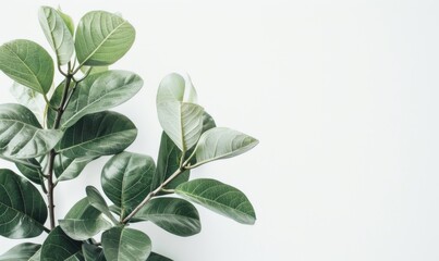 Group of lush green leaves against a white background with intricate veins.