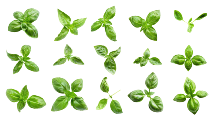 various fresh green basil herb leaves isolated on transparent background clipping path
