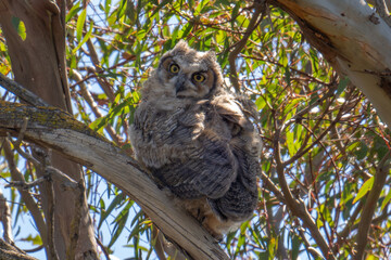 Baby Great Horned Owl
