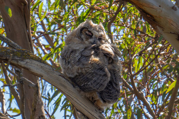Baby Great Horned Owl