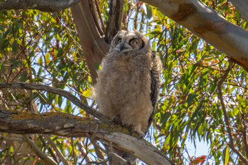 Baby Great Horned Owl