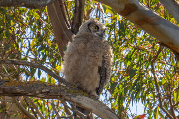 Baby Great Horned Owl