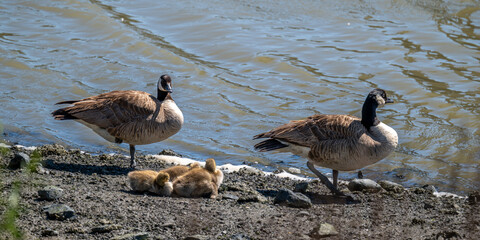 Canada Gooses and their babies