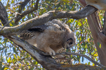 Baby Great Horned Owl