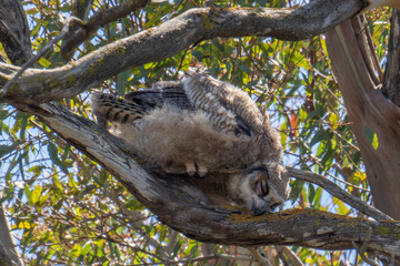 Baby Great Horned Owl