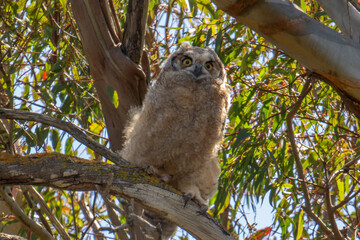 Baby Great Horned Owl
