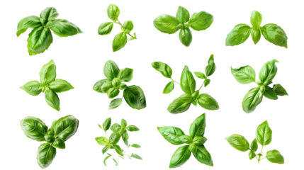 collection of fresh green basil herb leaves cutout png isolated on white or transparent background

