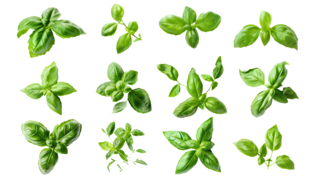 collection of fresh green basil herb leaves cutout png isolated on white or transparent background

