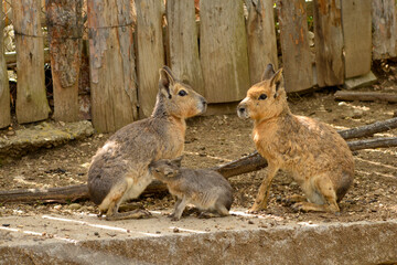 Family pair of Patagonian mara Dolichotis patagonum and juvenile mara suckling in captive enclosure in Sofia Zoo, Sofia Bulgaria, Eastern Europe, Balkans, EU