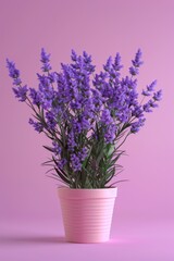 Potted Plant With Purple Flowers on Pink Background